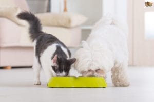Dog and Cats eat dry Food