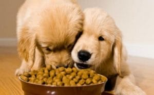 Dogs eating Dry Food