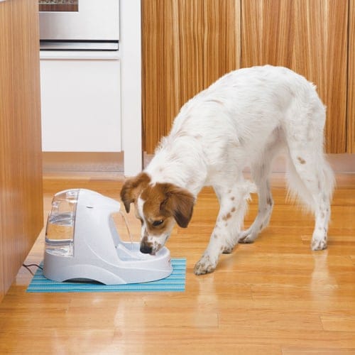 Drinking Fountain for dogs, cats, pets