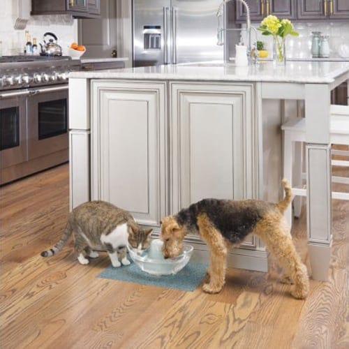 Why you need a Drinking Fountain for your Cats, Dogs, Pets