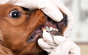 Dog fixing bad tooth