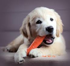 dog chewing on carrot to clean teeth